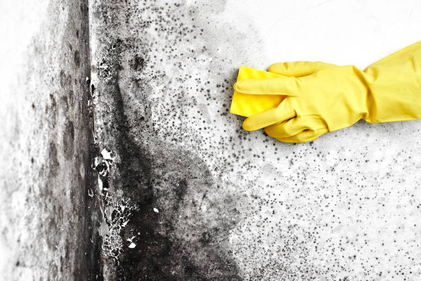 Best Basement Mold Removal  in Paw Paw Lake, MI