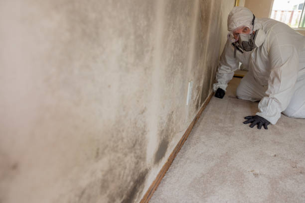 Best Environmental Consulting for Mold Prevention  in Paw Paw Lake, MI